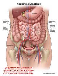 Related posts of anatomy of the abdomen women anatomy of the chest. Human Anatomy Abdomen Female Anatomy Drawing Diagram