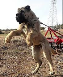 Bu Nasil Bisey Boyle Anadolu Kangal04 Anadolu Kangal04 Anadolu Kangal04 Kangal Malakli Akbas Capar Kafkas Alabai Dog Sobaki