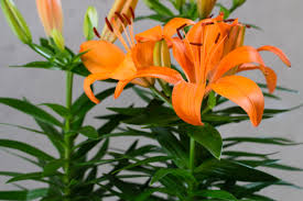 Flowers toxic to dogs that are commonly used in flower arrangements; 10 Toxic Houseplants That Are Dangerous For Children And Pets Dengarden