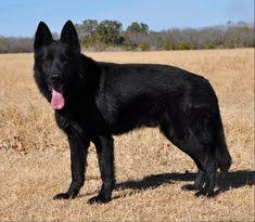 Most are sable or a combination of lack and tan. 205 Black German Shepherd Dog Names Pupstoday