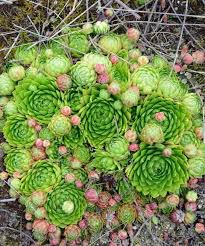 Spiky succulent with orange flowers. 63 Types Of Succulents With Pictures Details Care Tips