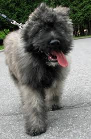Find bouvier des flandres puppies and dogs for sale & rehome in the uk near me. 50 Bouvier Des Flanders I Sooo Miss My Girl Stinkie Very Much Ideas Bouviers Des Flandres Bouvier Dog Breeds