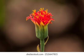 Image result for Kleinia abyssinica