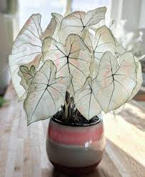 Reposting Plantgazing Freckles Is Getting Her Glow On Happy Onwednesdaysweplantpink Plan Hanging Plants House Plants Plant Decor