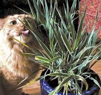 Variegated Cat Grass Cat Seed | Territorial Seed