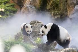 Check flight prices and hotel availability for your visit. Zooparc De Beauval Admission Ticket 2021 Tours