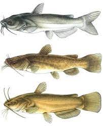 Catfish Catfish Fishing Catfish Fish Art