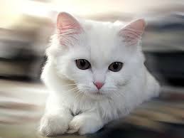 11 Patili Maddede Kedi Mirlamasinin Iyilestirici Gucu Listelist Com