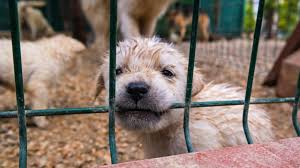 331 graff rd se, new philadelphia, oh 44663. Cities Are Fighting Back Against Puppy Mills But Some States Won T Let Them Animal Legal Defense Fund