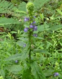 Image result for Lobelia petiolata