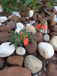 Image result for Crossandra greenstockii