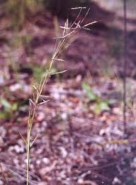 Image result for Hyparrhenia quarrei
