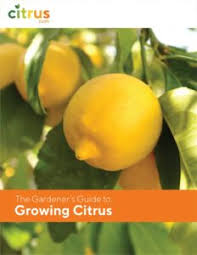 Numerous chemicals are applied to the plants in greenhouse production. Do Satsuma Trees Have Thorns Citrus Com