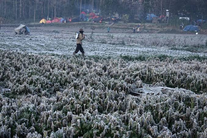 EMBUN BEKU DIENG | ANTARA Foto