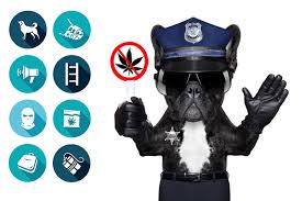 RÃ©sultat de recherche d'images pour "cannabis et chiens pisteurs"