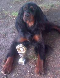 Image result for skotský setr gordonsetr