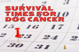 By nono, august 27, 2011 in anything but football. Survival Times And Dog Cancer Dog Cancer Blog