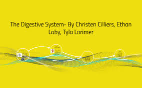 We did not find results for: Ostrich Digestive System By Ethan Laby