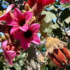 Image result for Brachychiton discolor