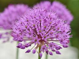 List of flower names a to z with pictures. List Of 300 Flower Names A To Z With Images Florgeous