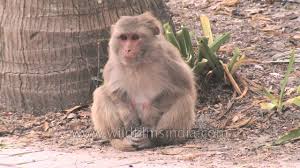 We did not find results for: Monkey Scratching His Fur Youtube