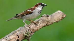 Maybe you would like to learn more about one of these? Impact Of House Sparrow And Other Invasive Bird Species Being Monitored By Volunteers In Cornell Lab Of Ornithology S Birdhouse Network Cornell Chronicle