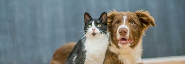 About exotic pet care facebook forms meet our staff meet our veterinarians online store preventative services vaccinations what folks are saying. Our Veterinary Staff The Bluffs Pet Clinic
