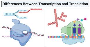 Using the genetic code chart, fill in the amino acids for each dna strand. Transcription Vs Translation Definition 15 Differences Examples