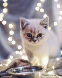 Fotograf Berlin Stuttgart On Instagram Cats Or Dogs Susse Tierfotos Susse Katzen Schonen Katzen