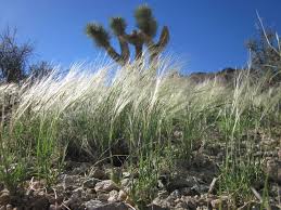 Image result for Scleria griegifolia