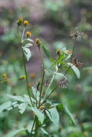 Image result for Bidens biternata