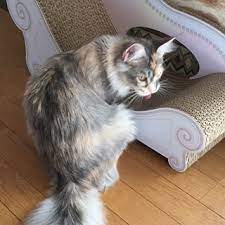 caricarinaハッシュタグ instagram 写真と動画 animals cats instagram