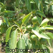 Image result for Cordia afra