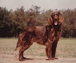 As long as a german longhaired pointer gets plenty of exercise, this breed makes an amazing pet for active singles and families alike. 1117 David Hancock