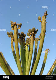 Image result for Bryophyllum tubiflorum