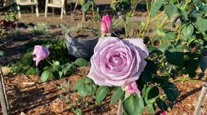 Ok, here's the deal with our blue moon rose. Blue Moon Rose Series Youtube