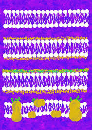 Lipids, proteins, and carbohydrates in the plasma membrane can diffuse freely throughout the cell membrane; Plasma Membrane History Structure And Functions Fromtbot