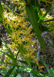 Image result for Tridactyle bicaudata