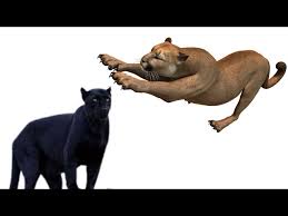 Image result for Panther Black 2001 Puma