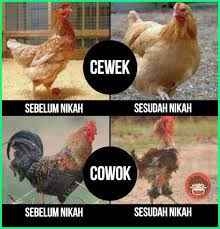 24 Gambar Wanita Lucu Gokil 12 Meme Ayam Paling Gokil Dan Kocak Yang Bikin Ngakak 40 Kata Kata Lucu Bahasa Jawa Menggelitik Dan Bikin Gambar Lucu Lucu Hewan