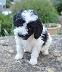Black And White Parti Aussiedoodle Loveable Labradoodles Mini Australian Labradoodles Born February 7th Ready To Go Home On Australian Labradoodle Puppies Labradoodle Australian Labradoodle