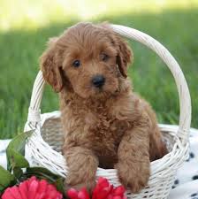 Our pups are perfect for anyone who loves dogs but hates the thought of allergies or piles of hair all over the house. Mini Chocolate Labradoodle Puppies For Sale Near Me