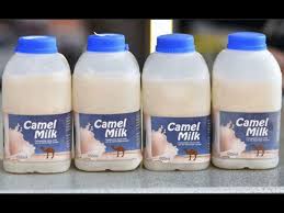 A cow produces about 50 litres of milk per day. Camel Milk Is On High Demand In The Usa Boldsky Com