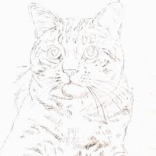 See more ideas about cat drawing, cat drawing tutorial, drawing tutorial. How To Draw A Cat In Colored Pencil