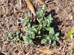 Image result for Guilleminea densa