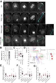 Check spelling or type a new query. Spindle Position Dictates Division Site During Asymmetric Cell Division In Moss Biorxiv