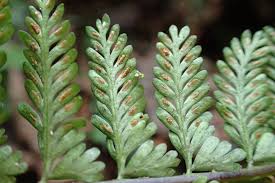 Image result for Asplenium preussii