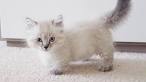 Munchkin Kittens for Sale - Adoptapet