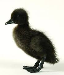 A pet duck doesn't seem nearly as cuddly as some of the more traditional pets out there. Cayuga Ducks Best Pet Birds Pet Ducks Ducklings