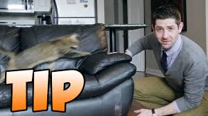 Why do kittens scratch and bite? Tip For How To Stop Your Cat From Scratching The Furniture Youtube